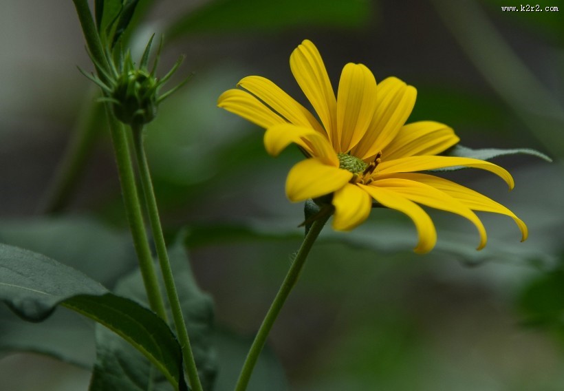 黄色洋姜花图片