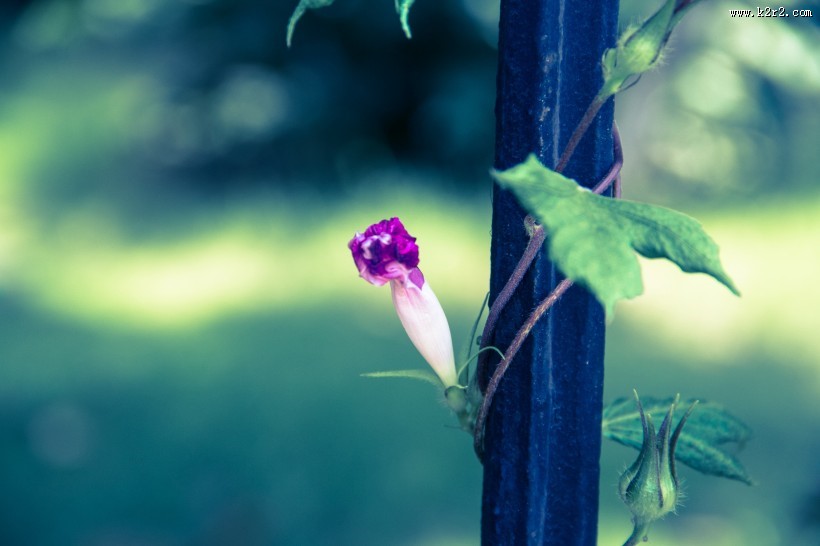 清新的牵牛花图片大全