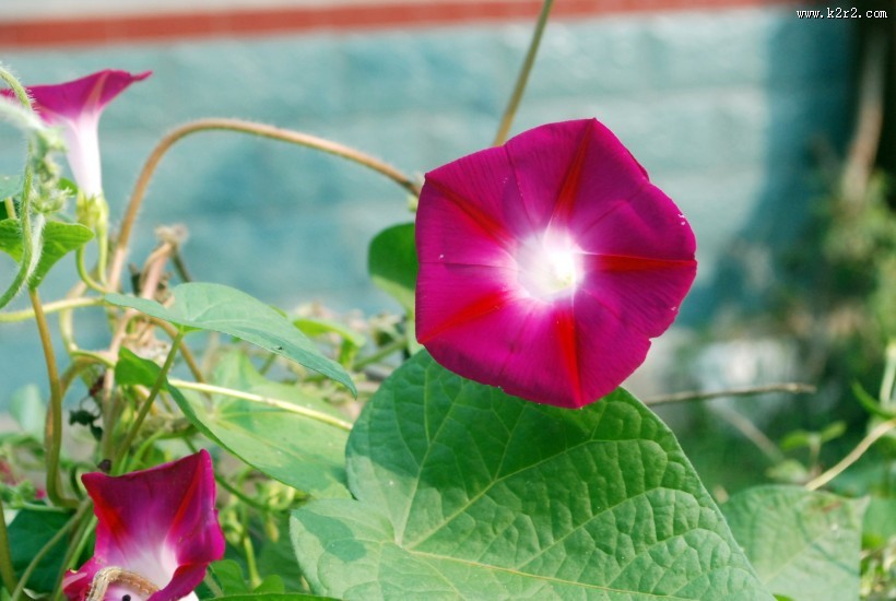 清新的牵牛花图片大全