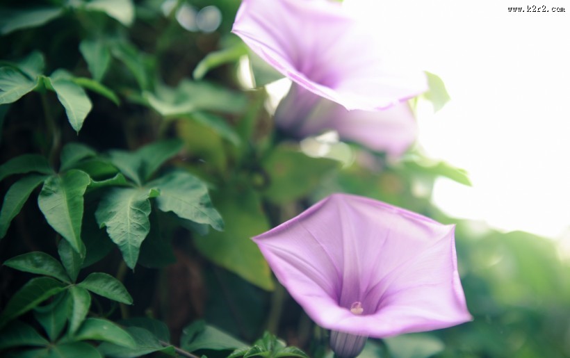 清新的牵牛花图片大全