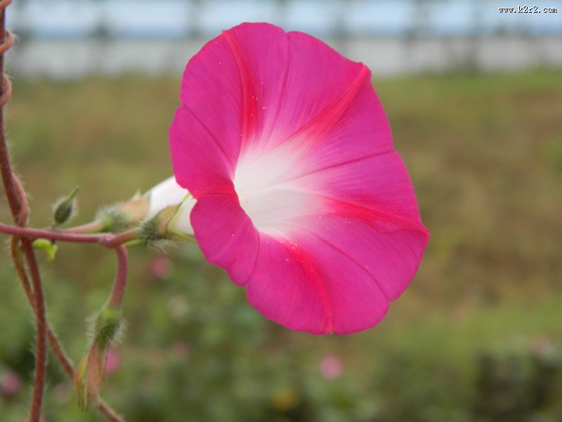 清新的牵牛花图片大全