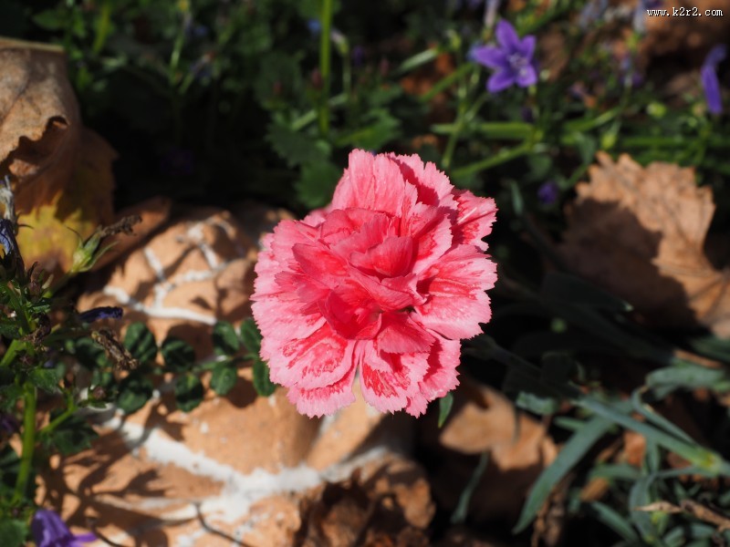 柔美多色康乃馨图片