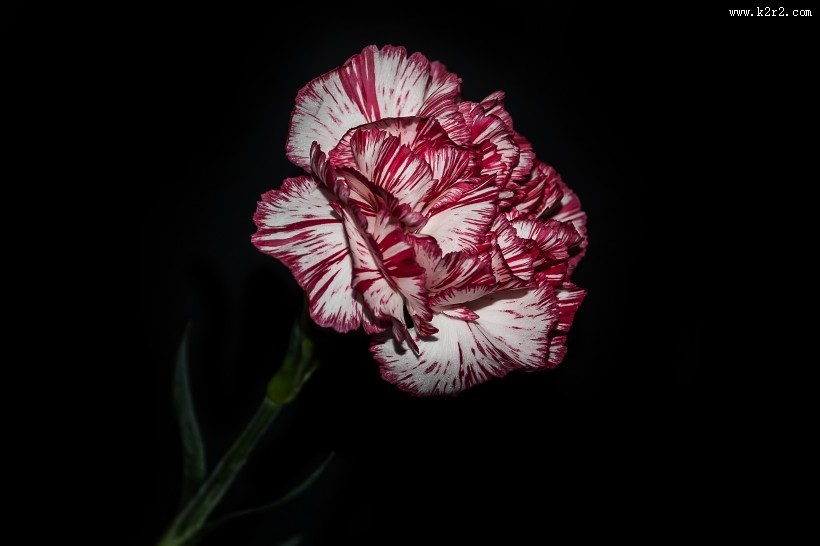 柔美多色康乃馨图片