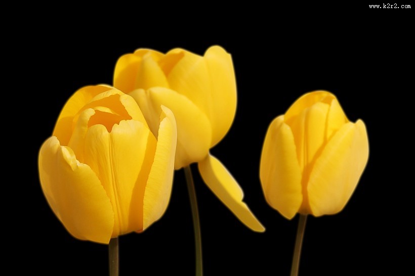 多姿多彩郁金香图片