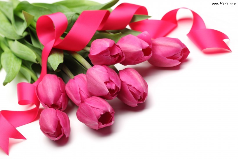 多姿多彩郁金香图片