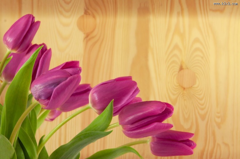 多姿多彩郁金香图片