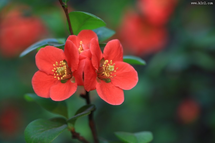 鲜艳的海棠花图片
