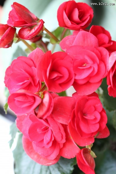 鲜艳的海棠花图片