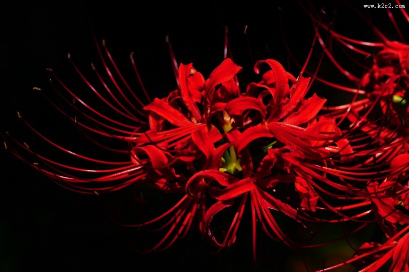 红色唯美彼岸花图片大全
