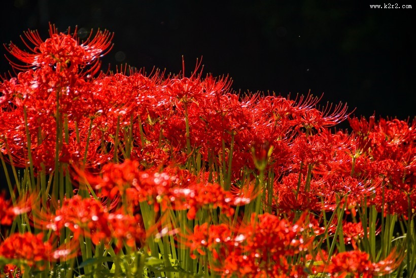 红色唯美彼岸花图片大全