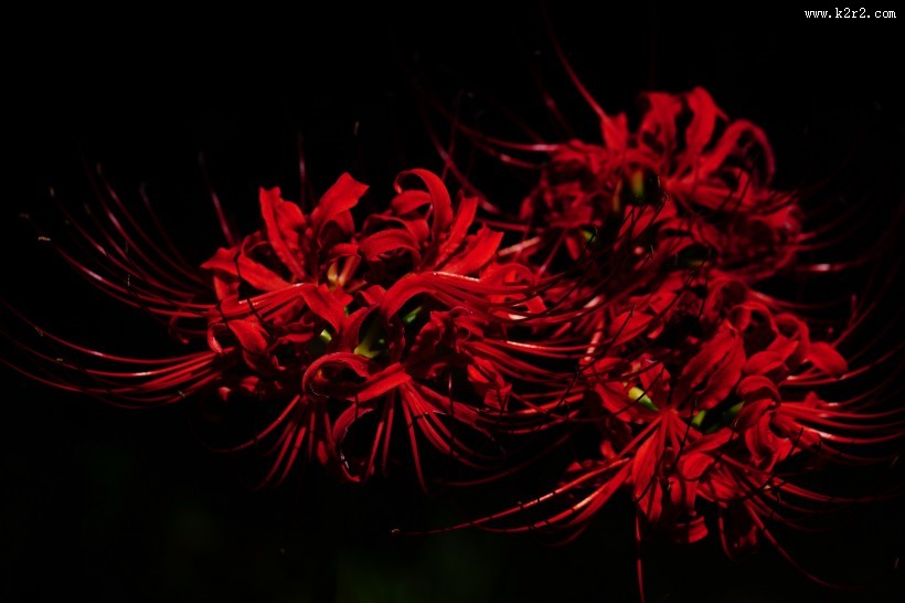 红色唯美彼岸花图片大全