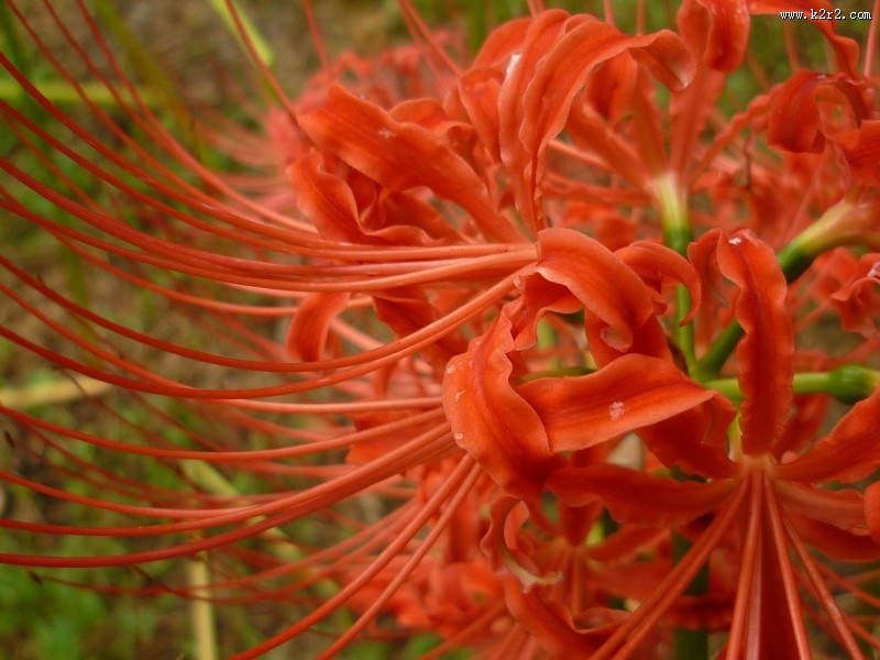 红色唯美彼岸花图片大全