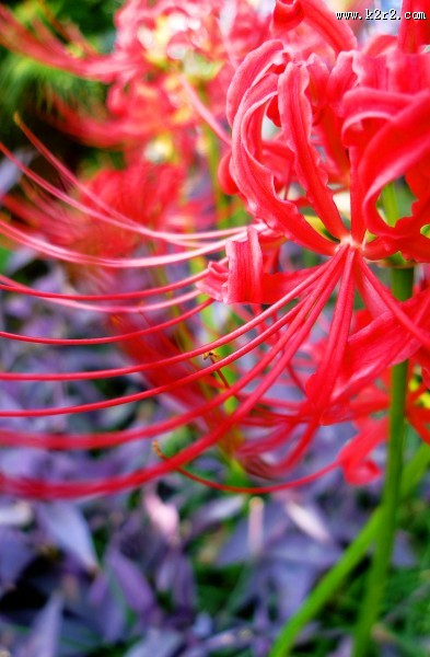 红色唯美彼岸花图片大全