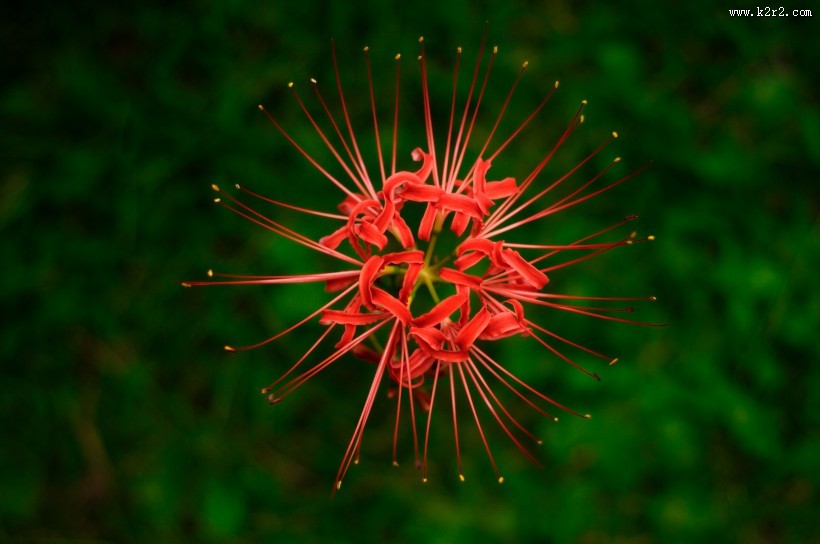 红色唯美彼岸花图片大全