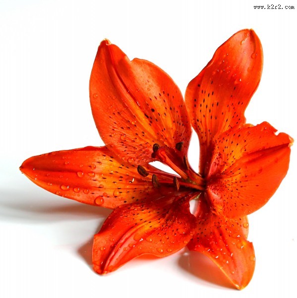 五颜六色的百合花图片