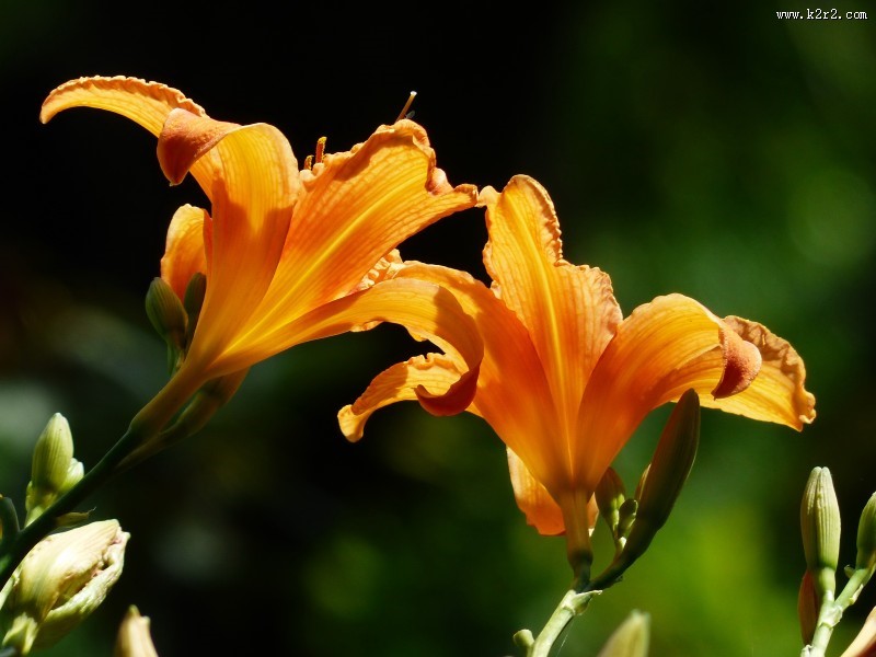 五颜六色的百合花图片