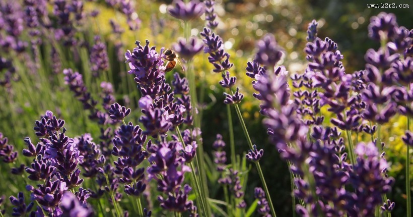 紫色薰衣草图片