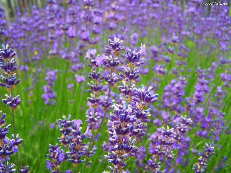 紫色薰衣草图片