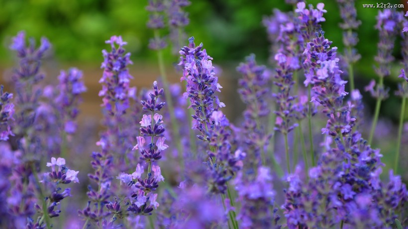 紫色薰衣草图片