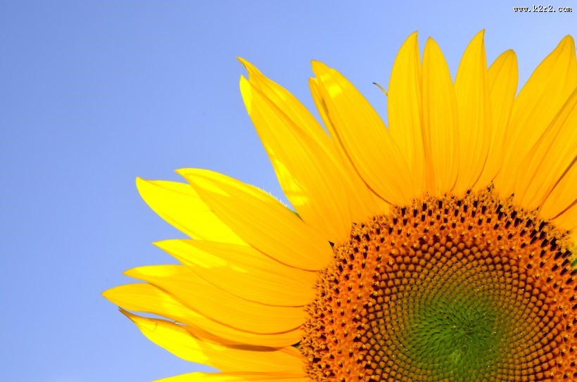 金黄色的向日葵图片大全