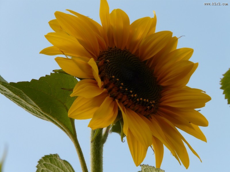 金黄色的向日葵图片大全