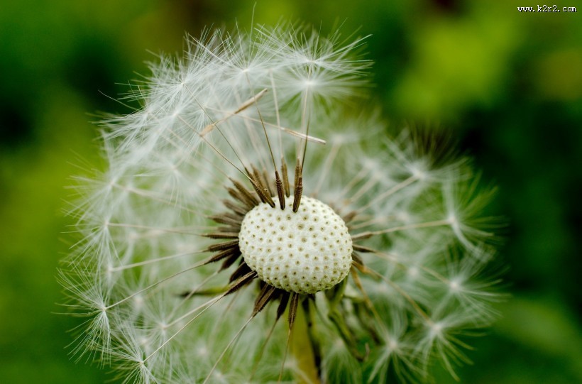 唯美蒲公英图片