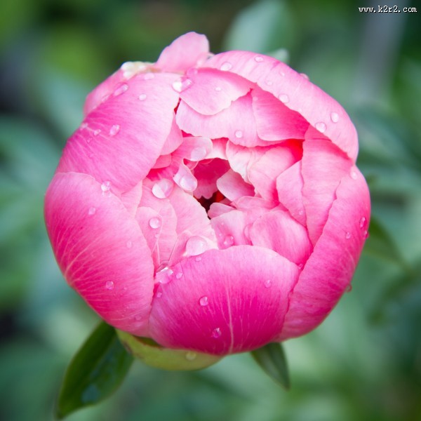 富贵牡丹花图片