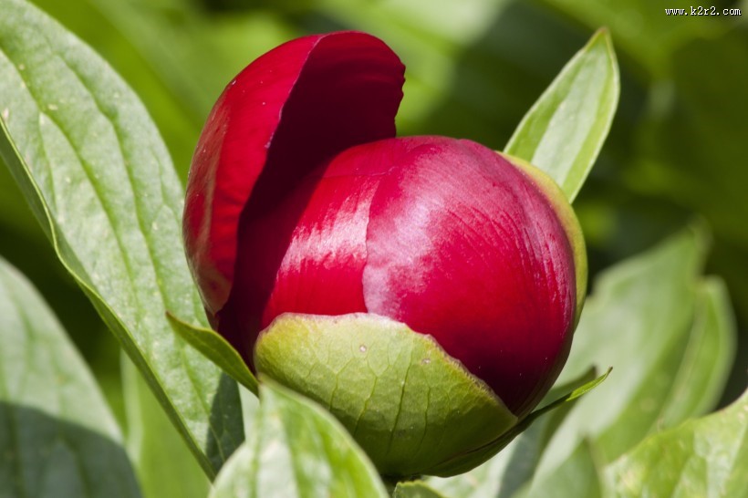 富贵牡丹花图片