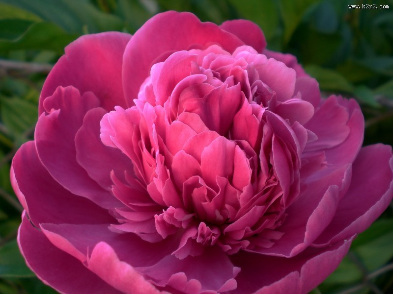 富贵牡丹花图片