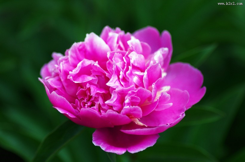 富贵牡丹花图片