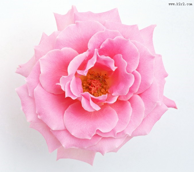 富贵牡丹花图片