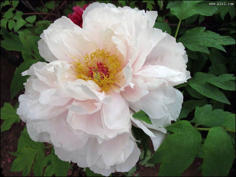 富贵牡丹花图片