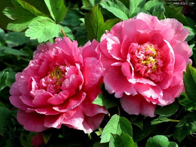 富贵牡丹花图片