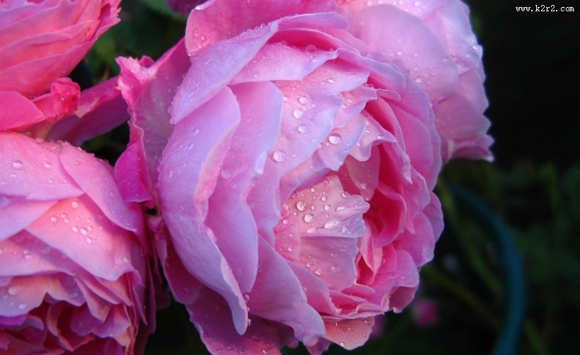 富贵牡丹花图片