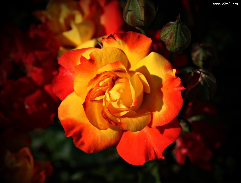 娇艳红色玫瑰花图片