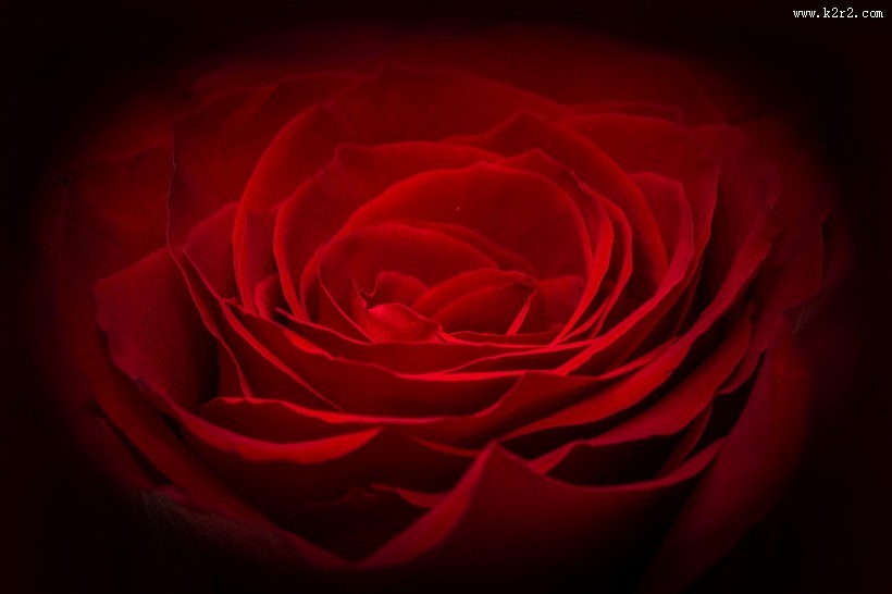 娇艳红色玫瑰花图片