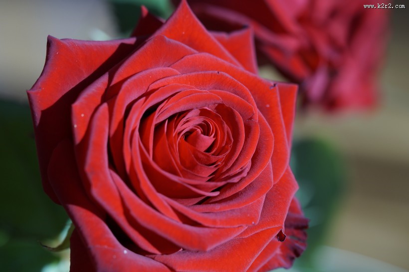 娇艳红色玫瑰花图片