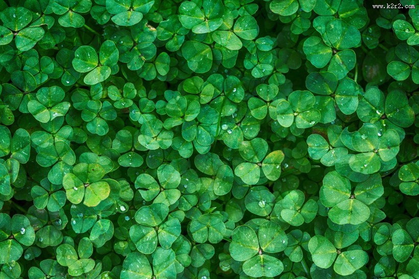 碧绿的四叶草图片