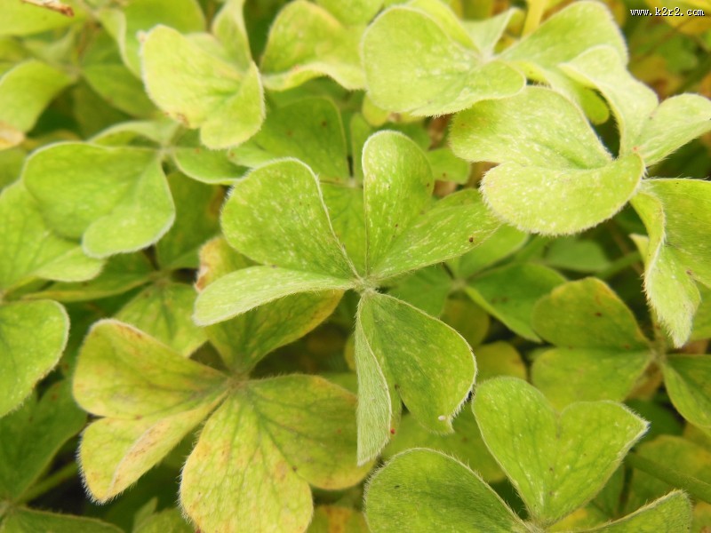碧绿的四叶草图片