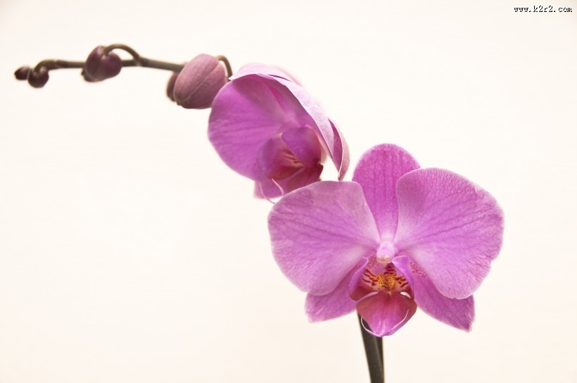 各种颜色的蝴蝶兰图片大全