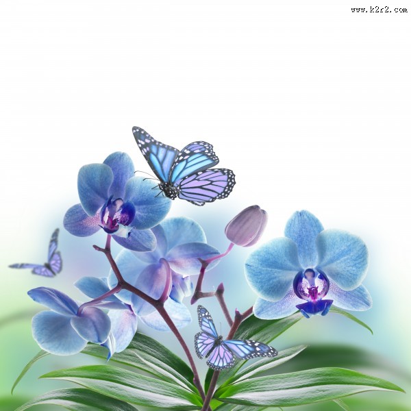 各种颜色的蝴蝶兰图片大全