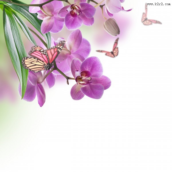 各种颜色的蝴蝶兰图片大全