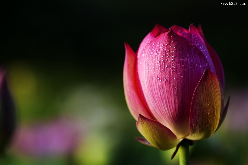 娇艳荷花图片大全