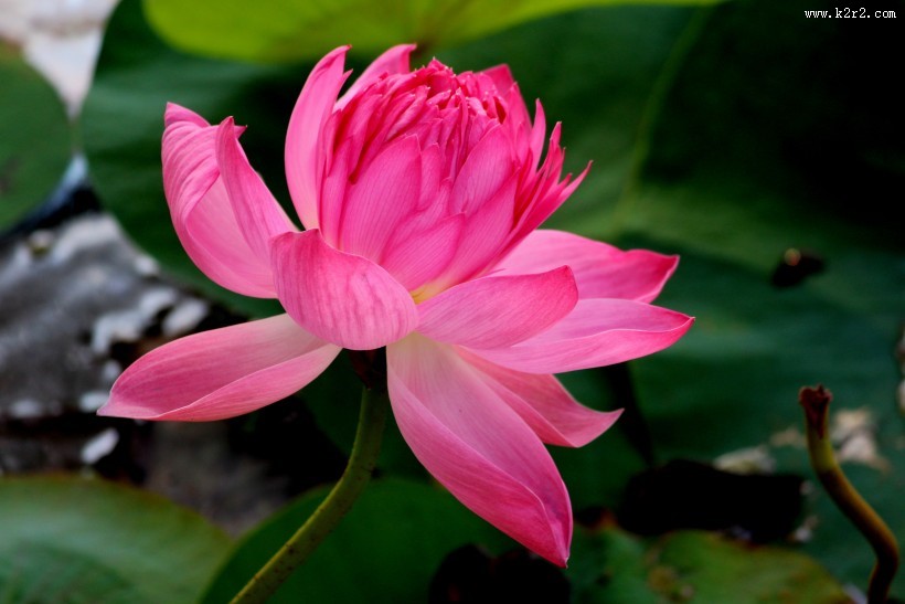娇艳荷花图片大全