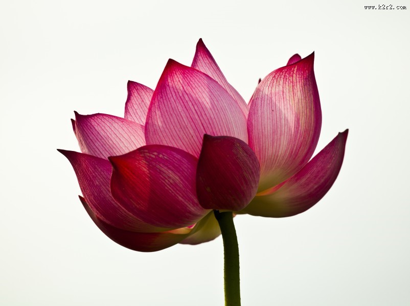 娇艳荷花图片大全