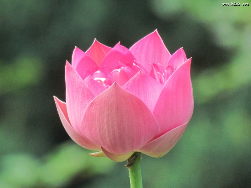 娇艳荷花图片大全