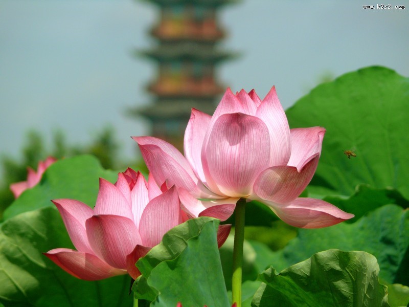 娇艳荷花图片大全