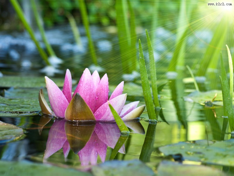 优雅睡莲图片