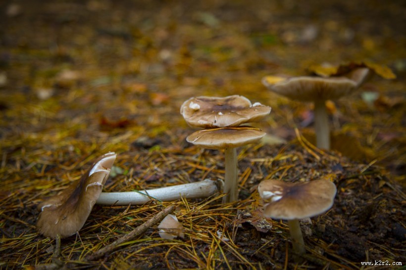 森林中的野生蘑菇图片大全