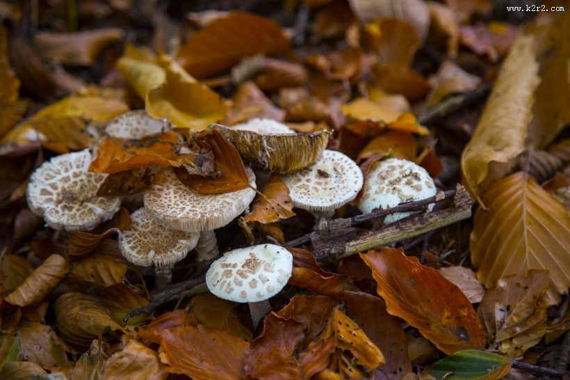 森林中的野生蘑菇图片大全